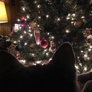 Meet your Posher, Anne